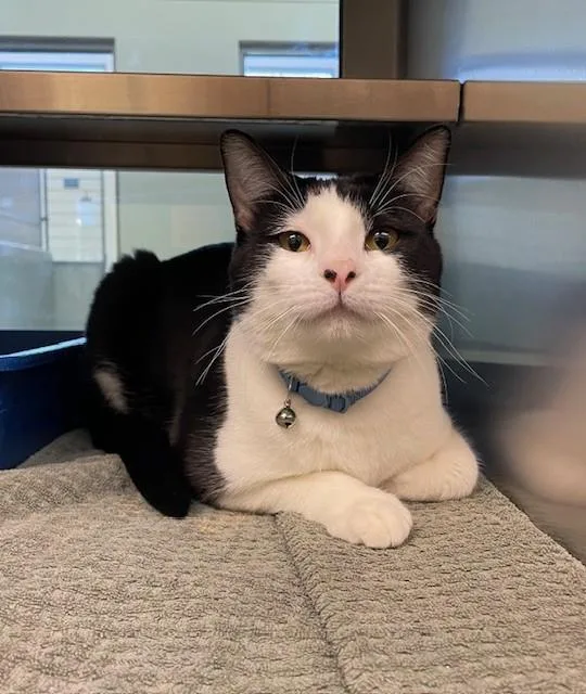 A young large-sized male Domestic Short Hair cat named Dante for adoption in Lees Summit, MO