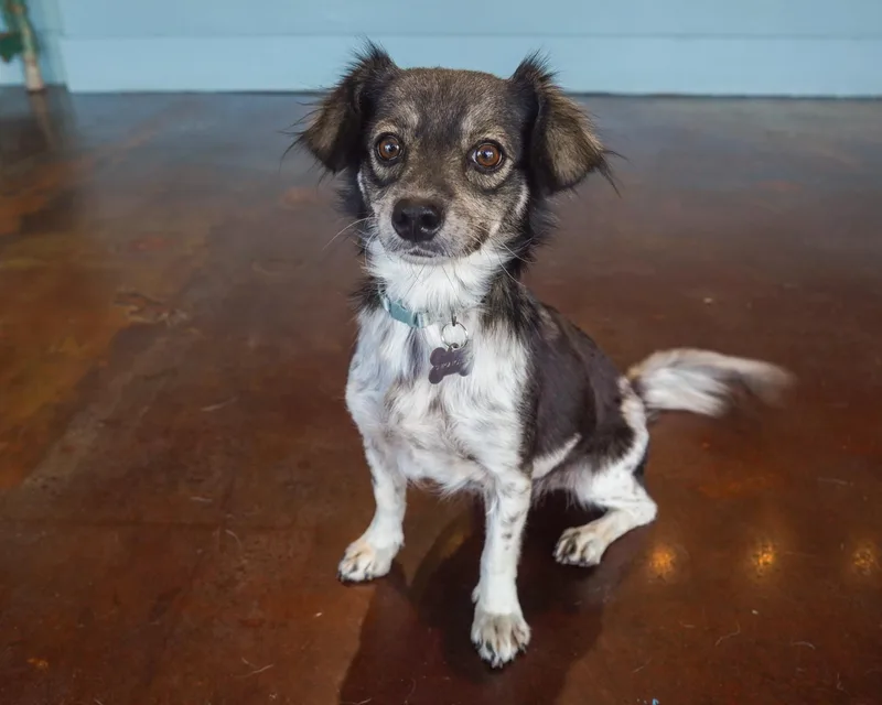 A baby small-sized female Black Yorkshire Terrier dog named Rachel Racoon for adoption in San Antonio, TX