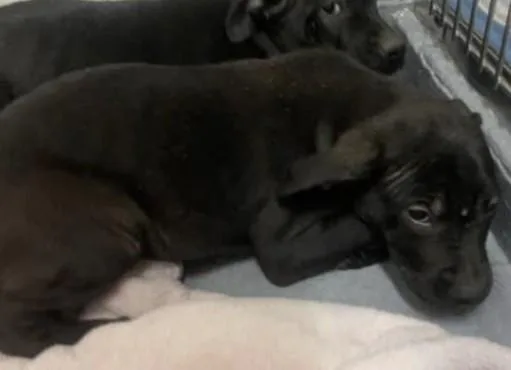 A baby large-sized male Black Pit Bull Terrier dog named Stewie for adoption in Ashland, VA