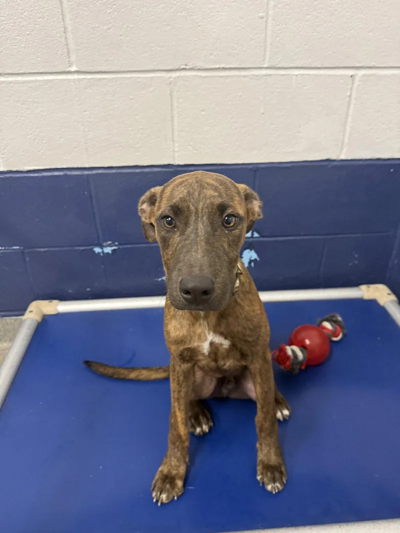 A young medium-sized male Plott Hound dog named Tyson mo AVA for adoption in Sterling, MA