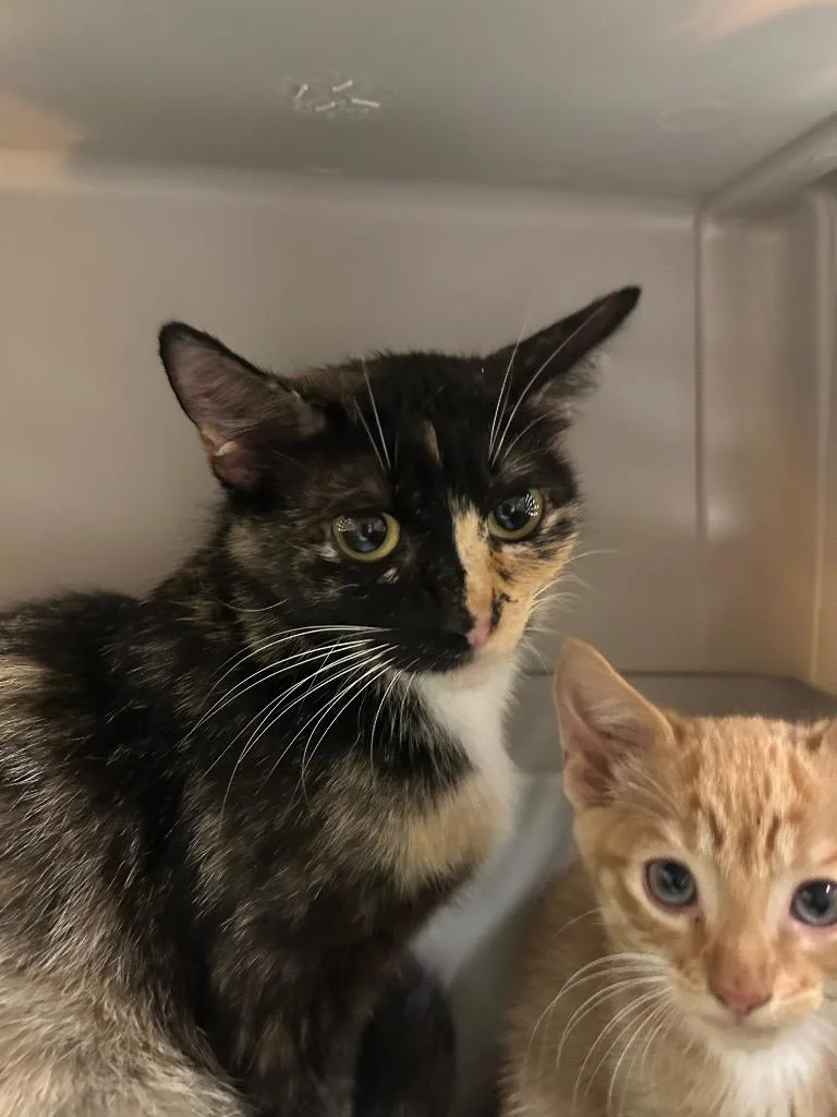 A baby small-sized female Domestic Short Hair cat named 2026-07-037 for adoption in Winder, GA