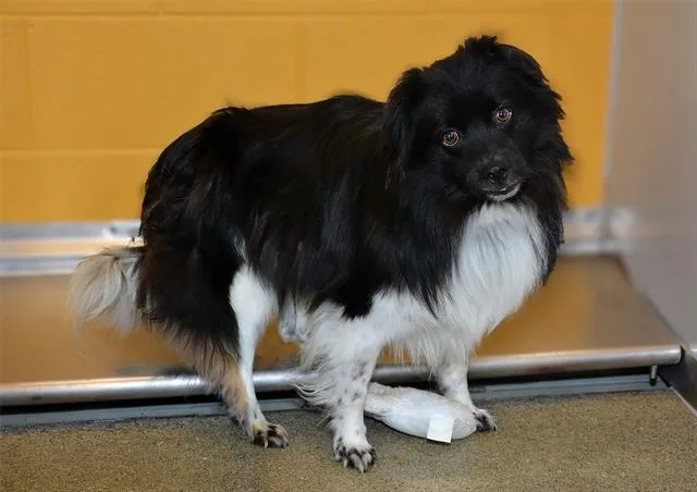 A young small-sized male Australian Shepherd dog named Bandit for adoption in West Valley City, UT