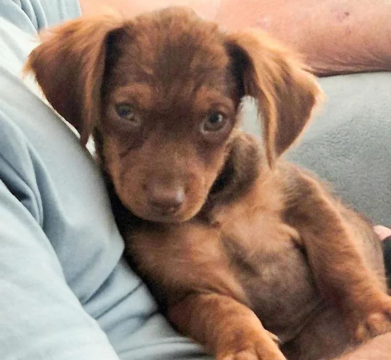 A baby small-sized male Mixed Breed dog named Oscar for adoption in Groveland, MA