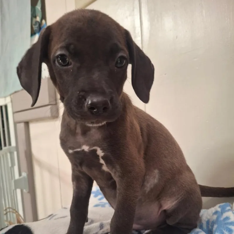 A baby small-sized male Black Coonhound dog named Stacks for adoption in Wahiawa, HI