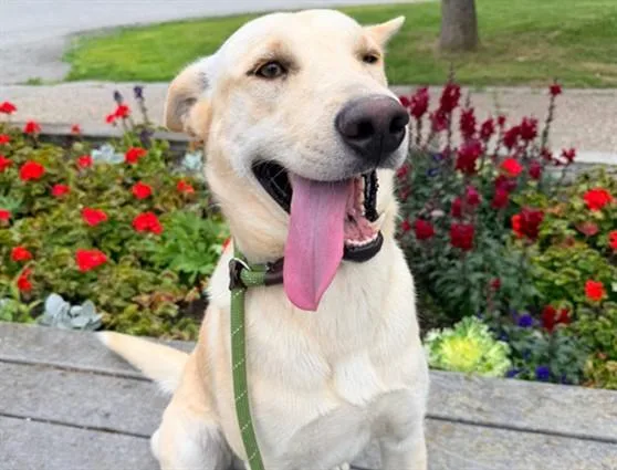 An adult medium-sized male Husky dog named Cod for adoption in Anchorage, AK
