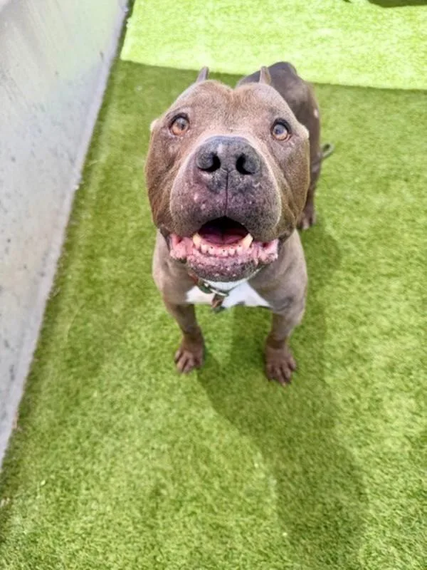 A senior medium-sized male Pit Bull Terrier dog named Spock for adoption in Salt Lake City, UT