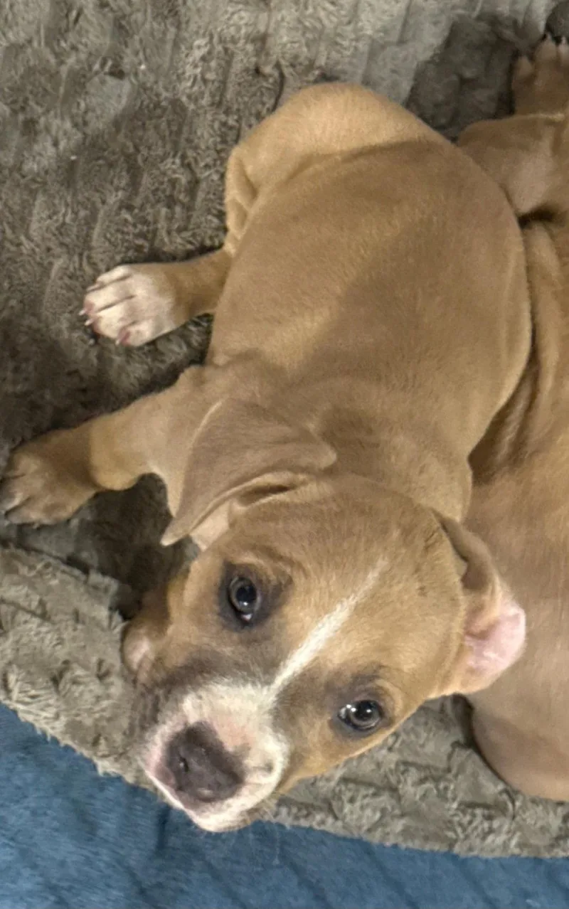 A baby large-sized female Pit Bull Terrier dog named Aria for adoption in Sanford, FL