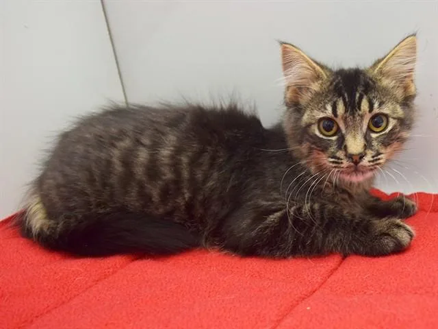A baby medium-sized male Domestic Medium Hair cat named Milo for adoption in Sacramento, CA