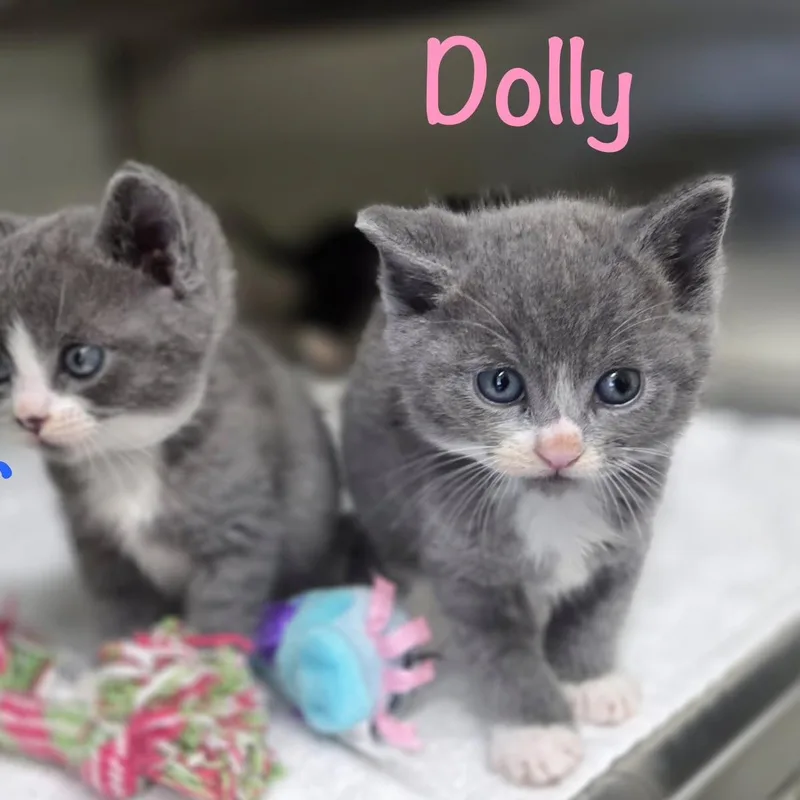 Dolly thumbnail 2