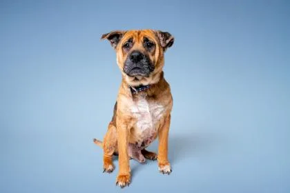 A senior large-sized male Shepherd dog named Thurgood for adoption in Sevierville, TN