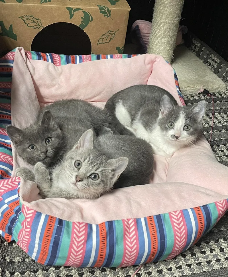 A baby medium-sized female Tabby (Gray / Blue / Silver) Domestic Short Hair cat named Misty for adoption in Sterling Heights, MI