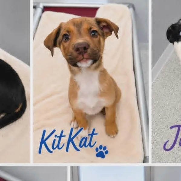 A baby large-sized male Yellow / Tan / Blond / Fawn Shepherd dog named Kit Kat for adoption in Orange, VA