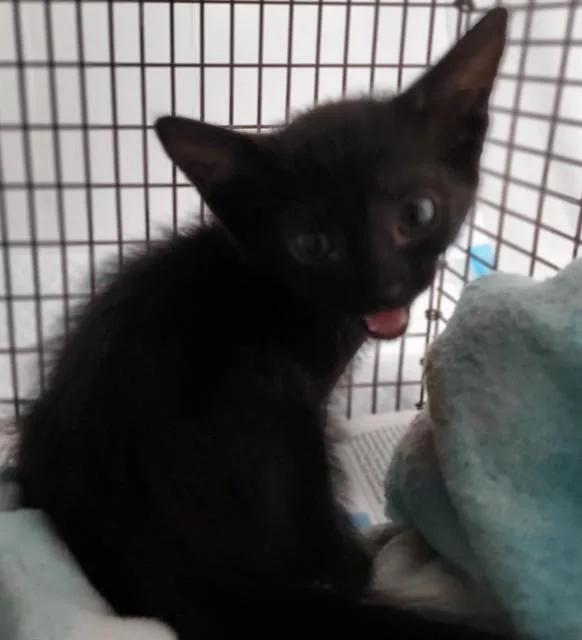 A baby small-sized female Domestic Short Hair cat named Alex for adoption in Fort Lauderdale, FL