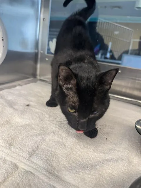 A young large-sized male Domestic Short Hair cat named Wally for adoption in Grand Prairie, TX