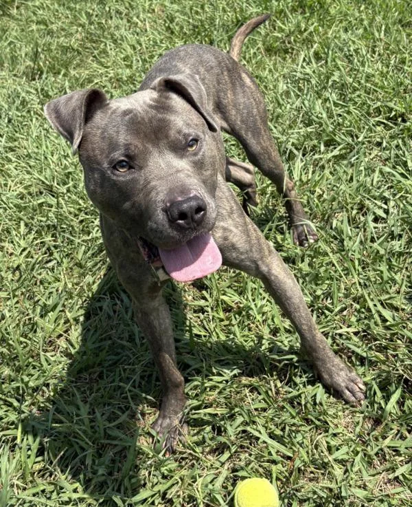 An adult large-sized male Pit Bull Terrier dog named Johnny Cash for adoption in Virginia Beach, VA