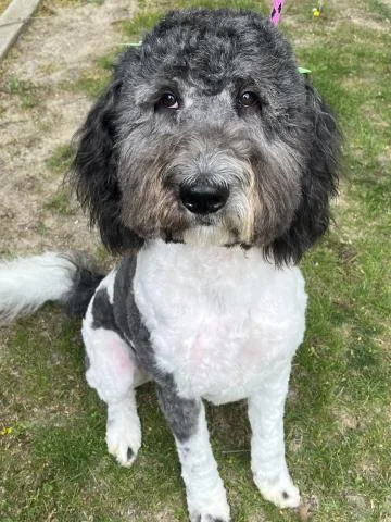 A young large-sized female Old English Sheepdog dog named Shirley for adoption in Clinton Township, MI