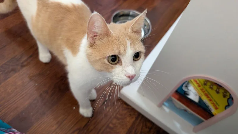 Patience Wright thumbnail 2