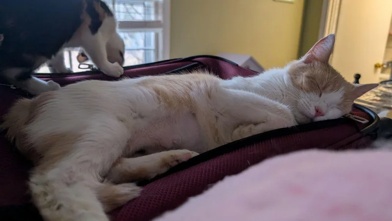 Patience Wright thumbnail 3