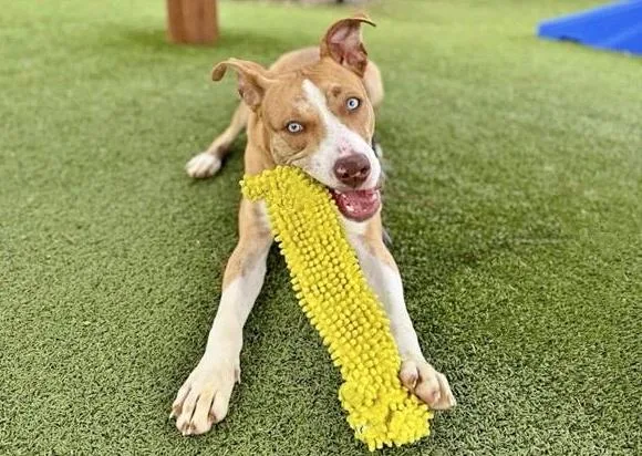 A young small-sized male Labrador Retriever dog named Comet for adoption in Saint Louis, MO