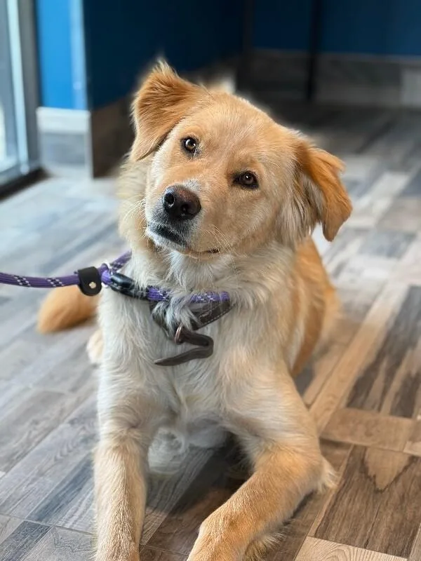 An adult large-sized female Yellow / Tan / Blond / Fawn Mixed Breed dog named Pooh Bear for adoption in Osseo, MI