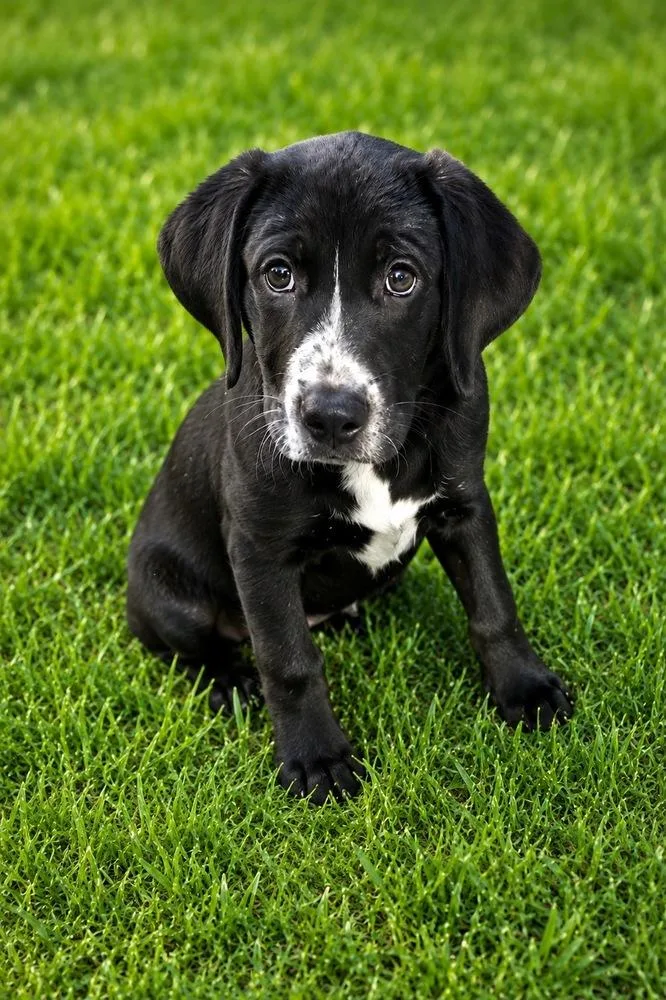A baby medium-sized female Tricolor (Brown, Black, & White) Labrador Retriever dog named Faith for adoption in Colorado Springs, CO