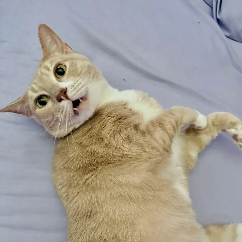 An adult medium-sized male Tabby (Orange / Red) Tabby cat named Snowball for adoption in Tulsa, OK