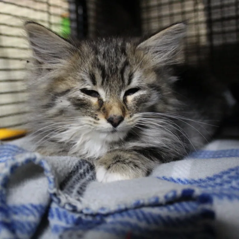 A young medium-sized female Domestic Medium Hair cat named Maze for adoption in Billings, MT