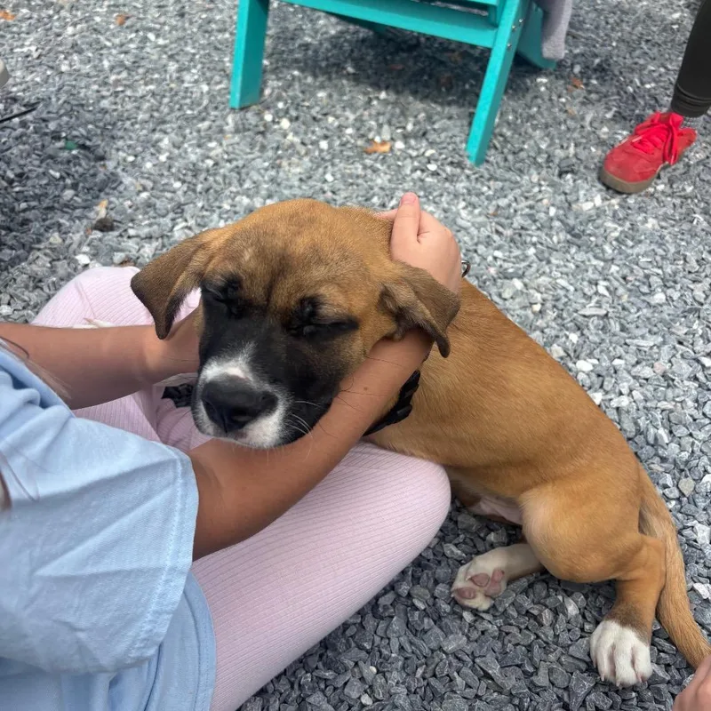 A baby large-sized male Mixed Breed dog named Floyd for adoption in Pasadena , MD