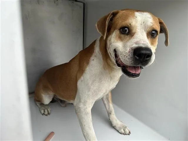 A young medium-sized male Beagle dog named Chance for adoption in Houston, TX
