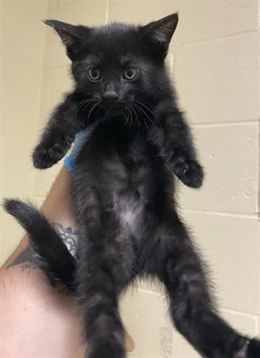A baby small-sized female Domestic Short Hair cat named Amren for adoption in Sacramento, CA