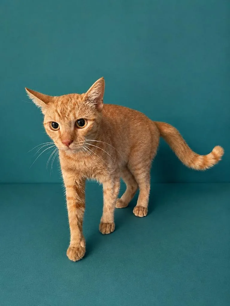 A young medium-sized male Domestic Short Hair cat named Ginger for adoption in Wauchula, FL