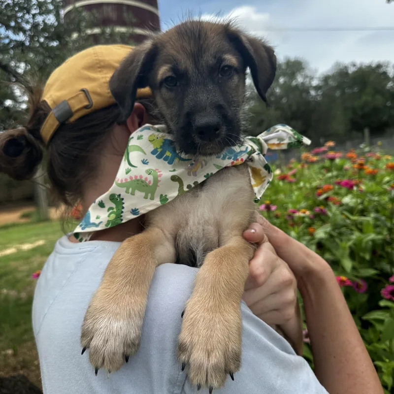 A young medium-sized female Brown / Chocolate Schnauzer dog named Tilly for adoption in Seguin, TX