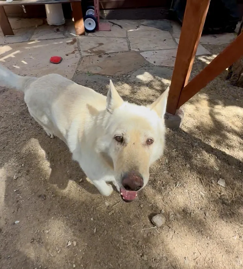 An adult large-sized female White / Cream White German Shepherd dog named Winter  From Abandoned for adoption in Prescott, AZ
