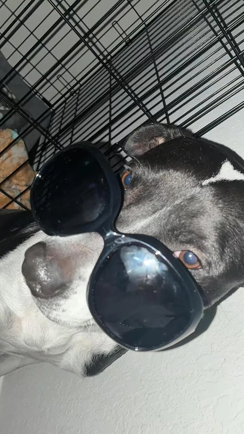 A young medium-sized female American Staffordshire Terrier dog named Matrix for adoption in Mico, TX