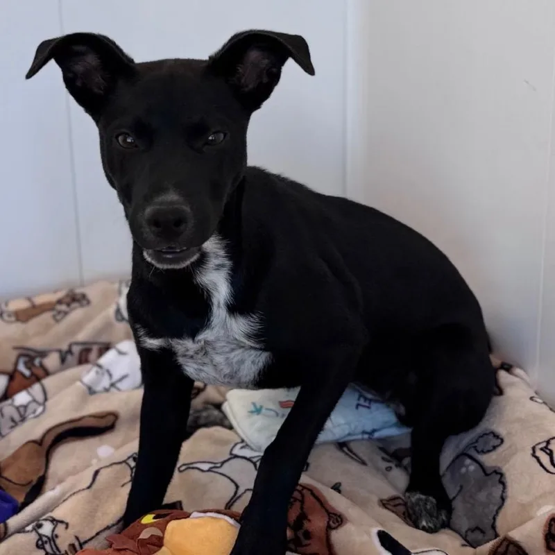 A young medium-sized female Black Terrier dog named Taylor for adoption in Green Bay, WI