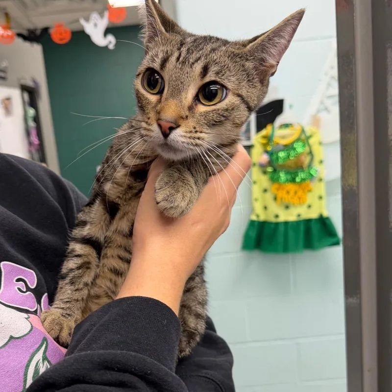 An adult medium-sized female Brown / Chocolate Domestic Short Hair cat named Splish Splash for adoption in Parkersburg, WV
