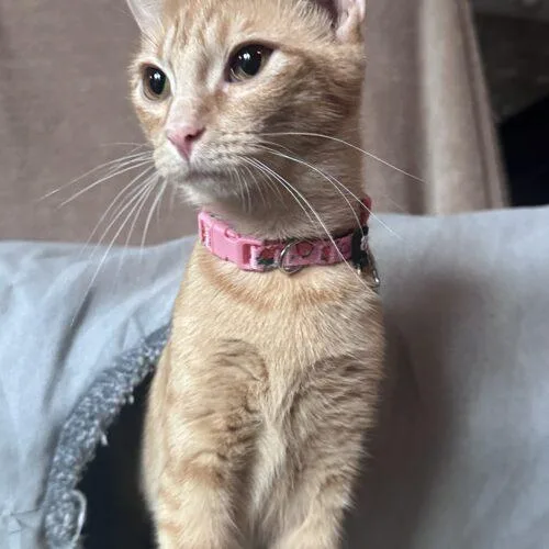 A young medium-sized female Tabby (Orange / Red) Domestic Short Hair cat named Mango Mama NV for adoption in Tampa, FL
