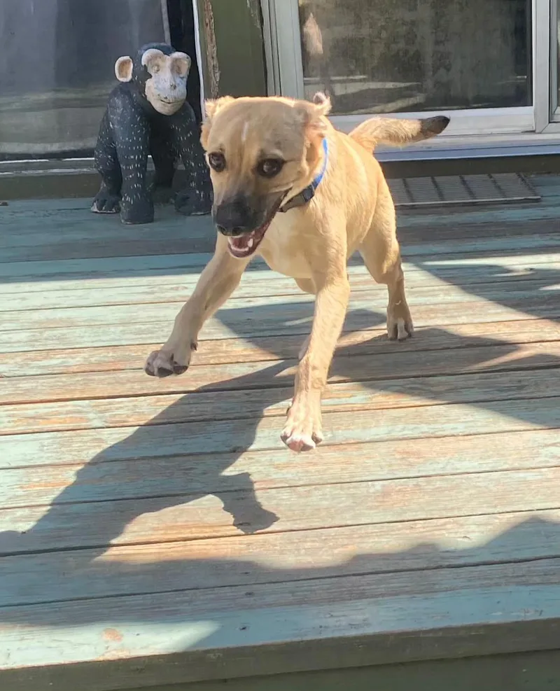 A baby medium-sized male Brown / Chocolate Black Mouth Cur dog named Finn  full of for adoption in Houston, TX