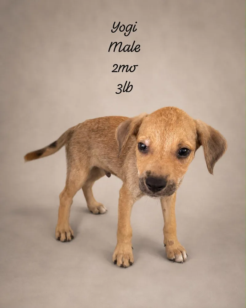 A baby small-sized male Yellow / Tan / Blond / Fawn Chihuahua dog named Yogi for adoption in New York, NY