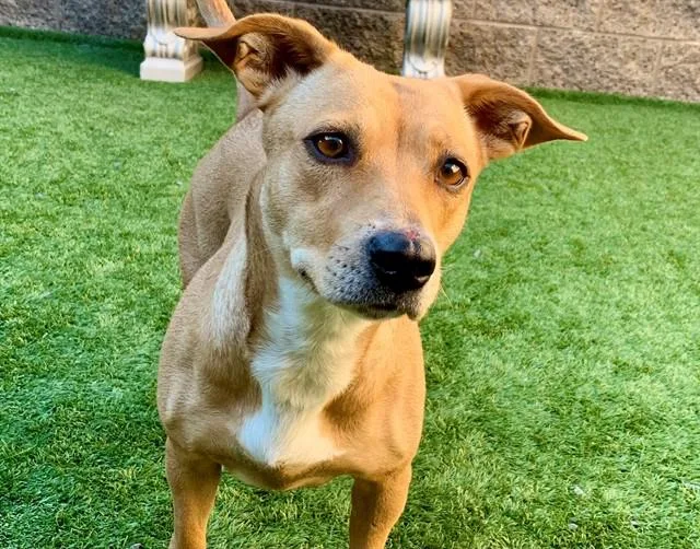 A young small-sized female Yellow / Tan / Blond / Fawn Dachshund dog named SAVE ME PLEASE Dottie for adoption in San Marcos, CA