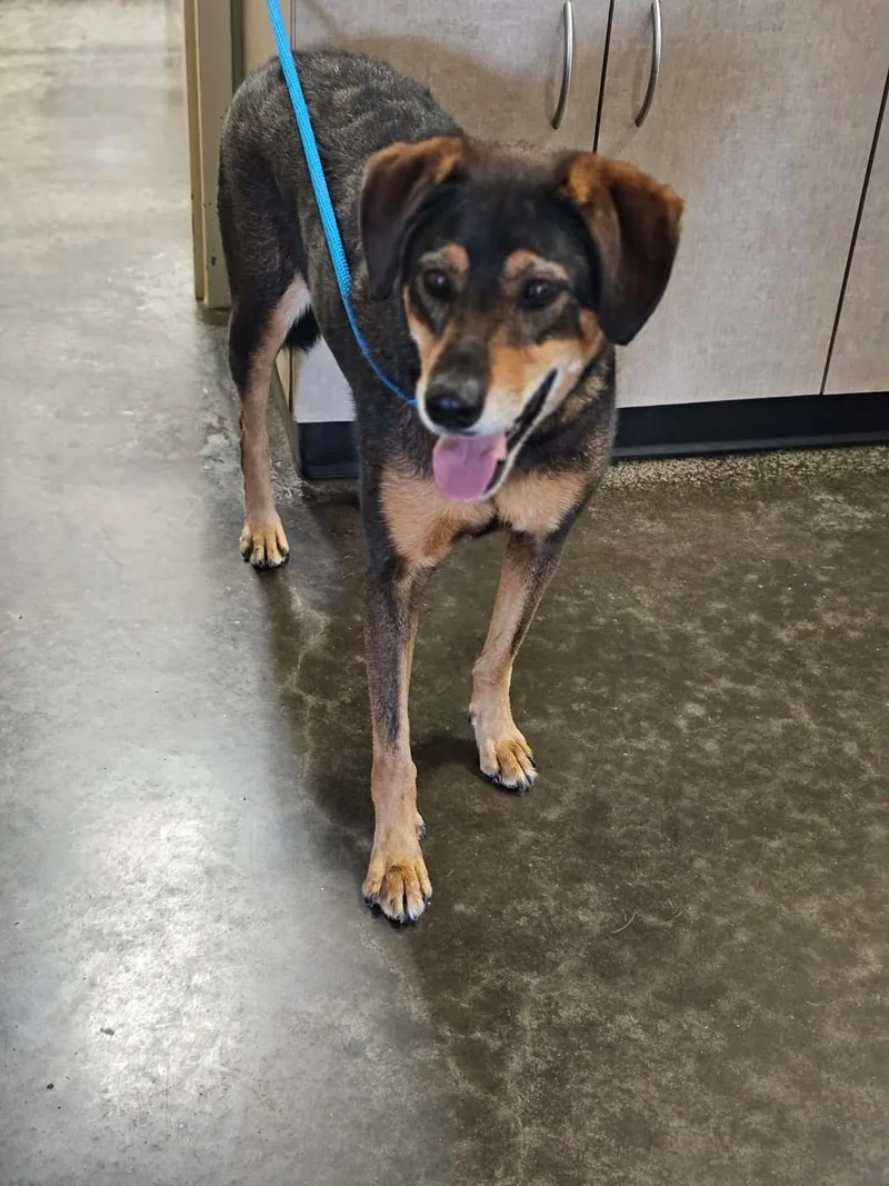 Found stray: Rory