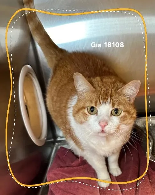An adult large-sized female Tabby (Orange / Red) Domestic Short Hair cat named Gia for adoption in Marietta, GA