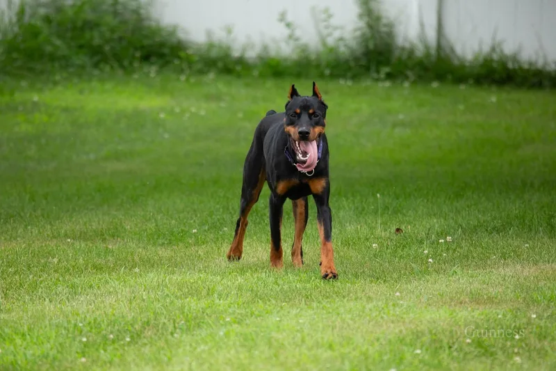 An adult large-sized male Black Doberman Pinscher dog named Guinness for adoption in Louisville, KY