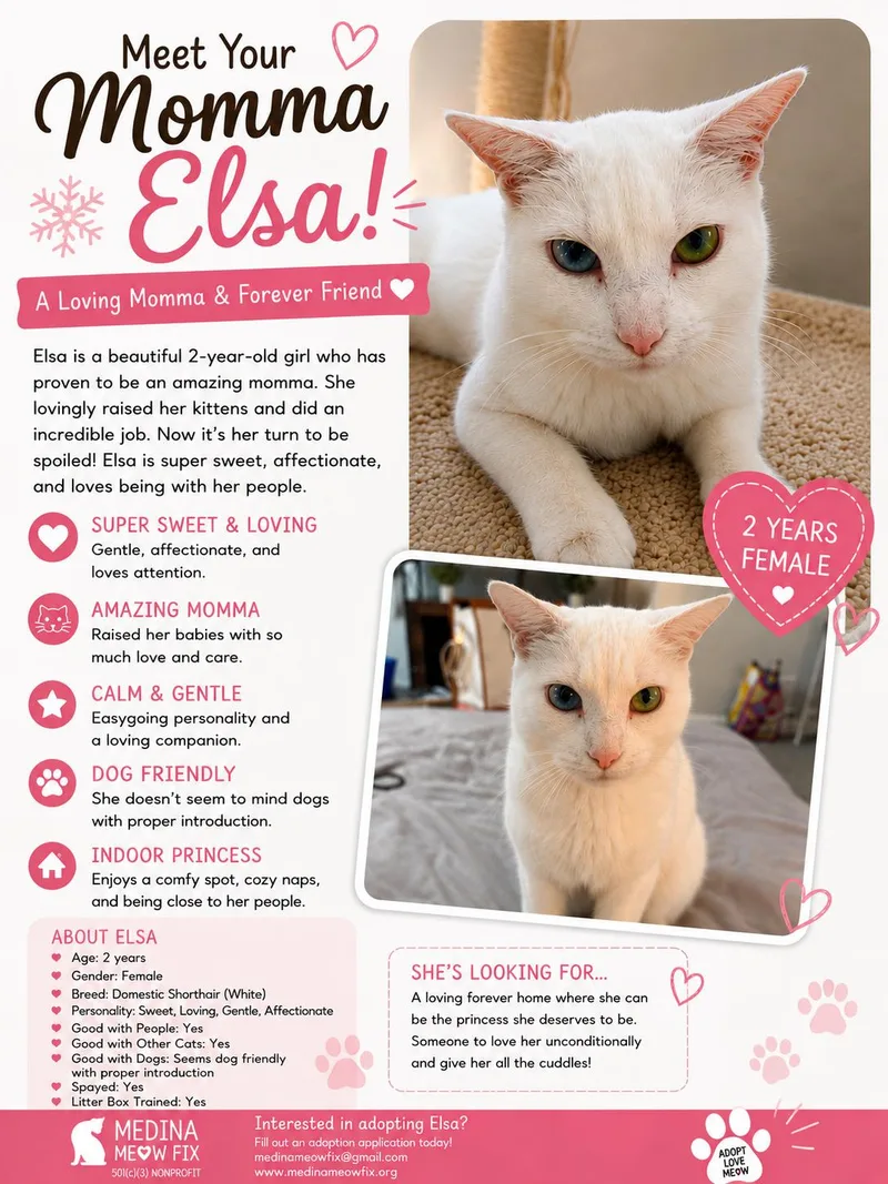 An adult medium-sized female White American Shorthair cat named Elsa for adoption in Medina, OH
