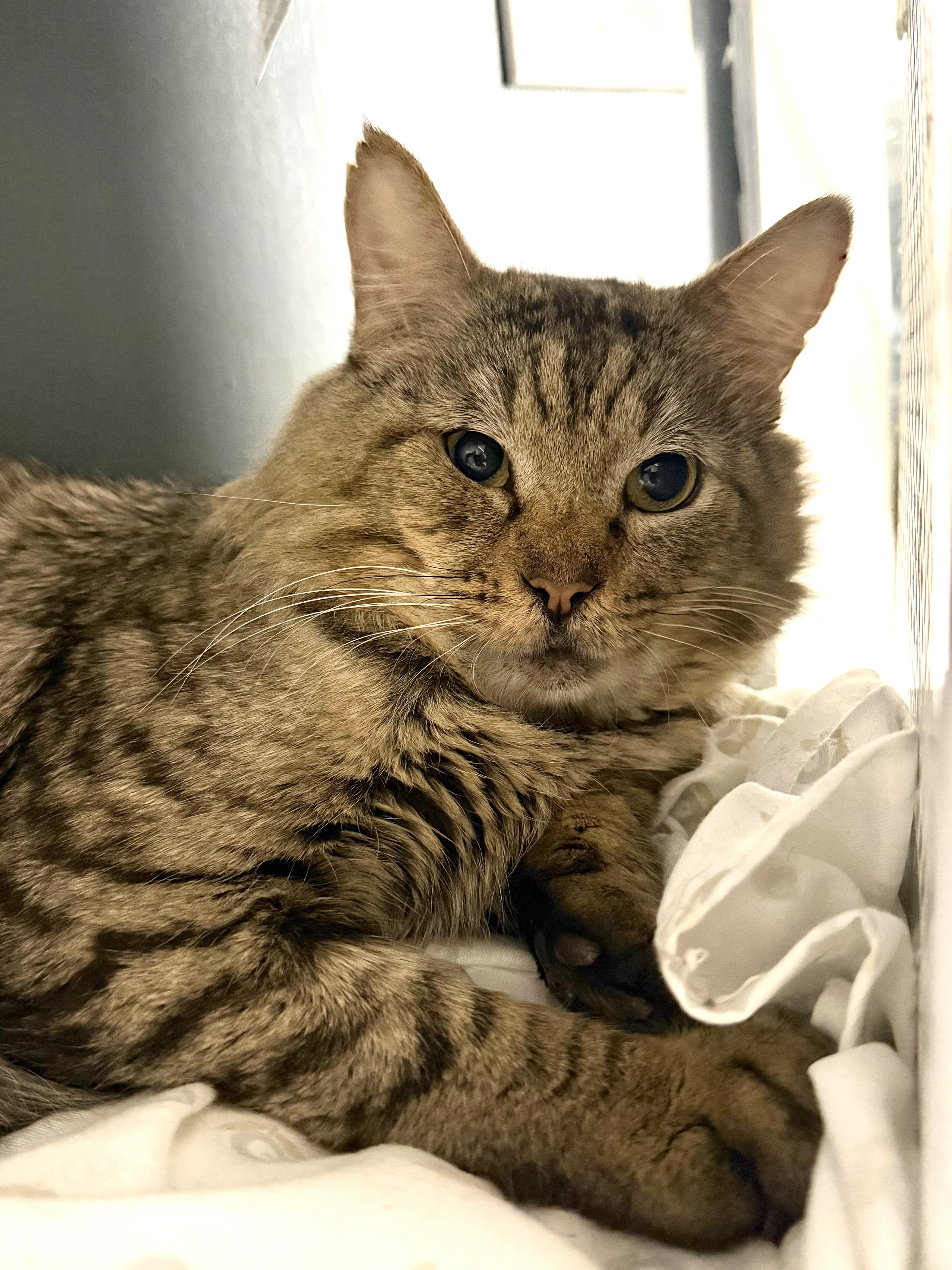 An adult medium-sized male Domestic Medium Hair cat named Sampson for adoption in Pottsville, PA