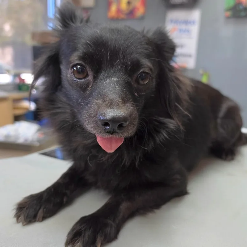 An adult small-sized female Pomeranian dog named Debby Jellinsky Chino for adoption in Chino Hills, CA