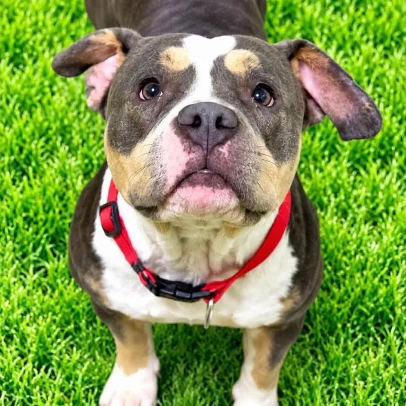 An adult medium-sized female Tricolor (Brown, Black, & White) American Bully dog named Harper for adoption in Battle Creek, MI