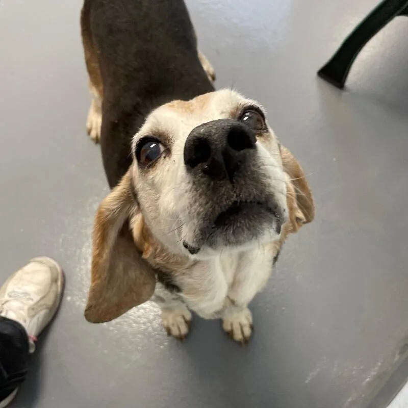 An adult medium-sized male Beagle dog named Jericho for adoption in Roanoke, VA