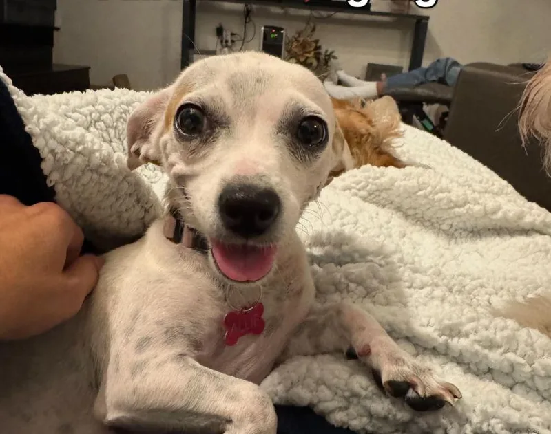 A young small-sized female Tricolor (Brown, Black, & White) Chihuahua dog named Allie Aka Mamas for adoption in Bakersfield, CA