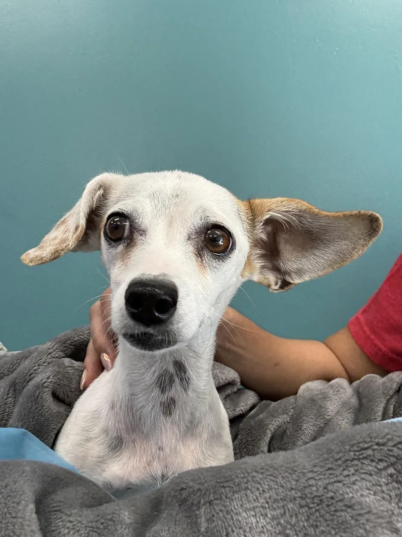 Allie Aka Mamas thumbnail 3